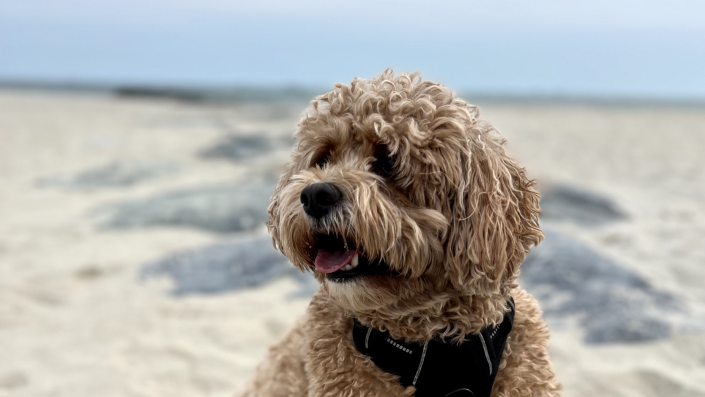 Dog on the beach